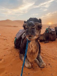 Excursão de 3 dias ao Deserto do Saara